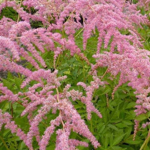 Astilbe de Chine Straussenfeder - Astilbe thunbergii straussenfeder - Plantes