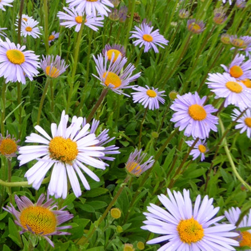 3 Astères de l'Himalaya Wartburgstern - Aster tongolensis wartburgstern - Plantes