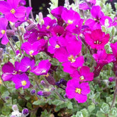 3 Aubriètes Cascade Red - Aubrieta cascade red - Plantes