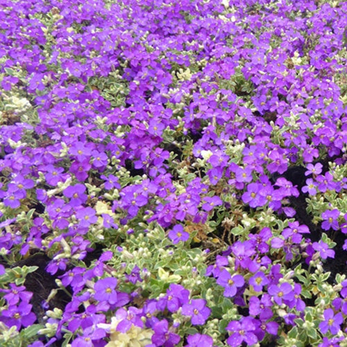 3 Aubriètes Dr. Mules - Aubrieta dr mules variegated - Plantes