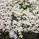 3 Aubriètes Regado White - Aubrieta regado white  ( regado series ) - Plantes