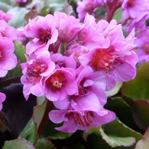 Bergénia Morgenröte - Bergenia morgenröte - Plantes