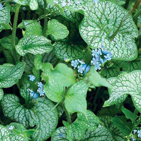 Myosotis du Caucase Alchemy Pewter - Brunnera macrophylla tnbruap  alchemy™ pewter ( al - Plantes