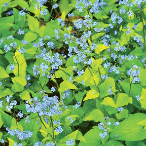 Myosotis du Caucase Dianes Gold - Brunnera macrophylla dianes gold - Plantes