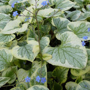 Myosotis du Caucase King's Ransom - Brunnera macrophylla kings ransom - Plantes