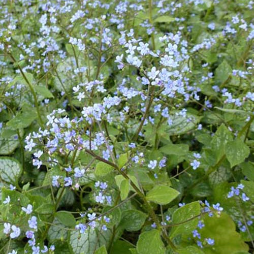 Myosotis du Caucase Little Jack - Brunnera macrophylla little jack - Plantes