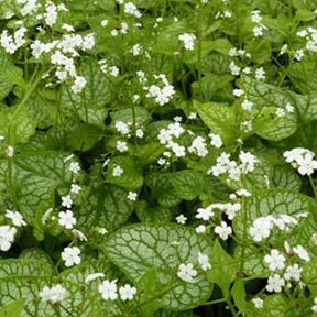 Myosotis du Caucase Mr. Morse - Brunnera macrophylla mister morse - Plantes