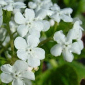 Myosotis du Caucase Marley's White - Brunnera macrophylla marleys white - Plantes