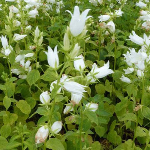 Campanule à feuilles larges blanche - Campanula latifolia alba - Plantes