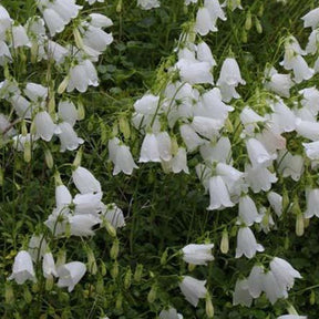 3 Campanules élégantes - Campanula cochleariifolia alba - Plantes