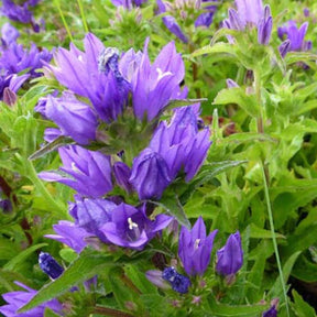 3 Campanules à bouquets Acaulis - Campanula glomerata acaulis - Plantes