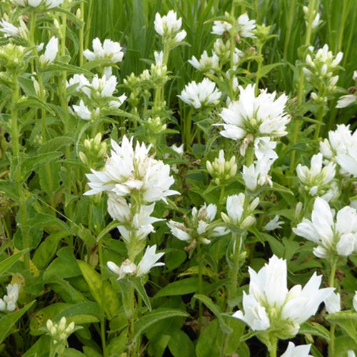 3 Campanules à bouquet Alba - Campanula glomerata alba - Plantes