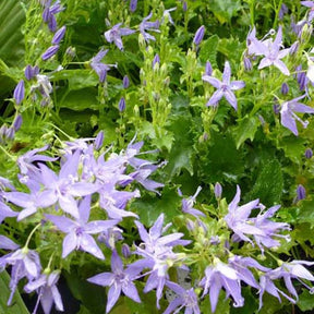 3 Campanules du Gargano - Campanula garganica - Plantes