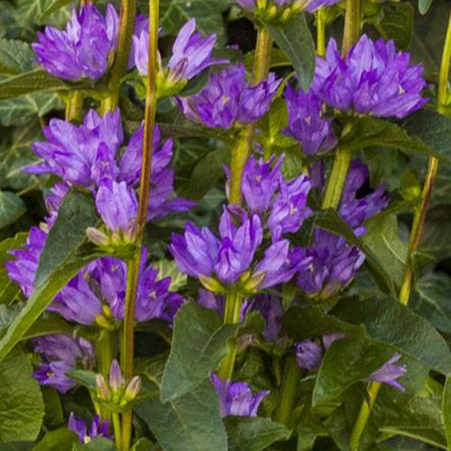 Campanule agglomérée Freya - Campanula glomerata freya - Plantes