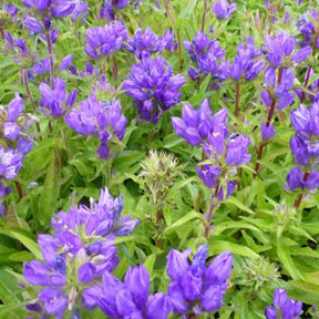 3 Campanules à bouquet Superba - Campanula glomerata superba - Plantes