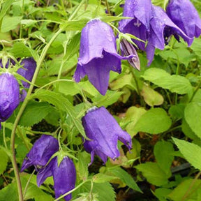 Campanule hybride Kent Belle - Campanula kent belle - Plantes