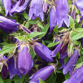 Campanule Rings-a-Bell Indigo Blue - Campanula ringsabell indigo blue  ( ringsabell ser - Plantes