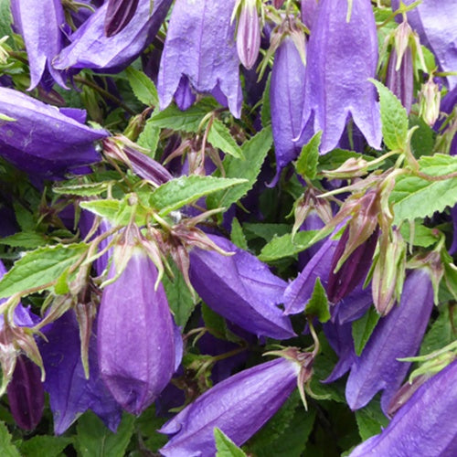 Campanule Rings-a-Bell Indigo Blue - Campanula ringsabell indigo blue  ( ringsabell ser - Plantes