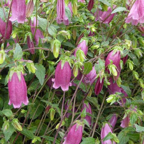 Campanule Rings-a-Bell Mulberry Rose - Campanula ringsabell mulberry rose  ( ringsabell s - Plantes