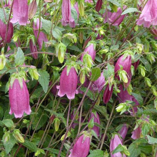 Campanule Rings-a-Bell Mulberry Rose - Campanula ringsabell mulberry rose  ( ringsabell s - Plantes