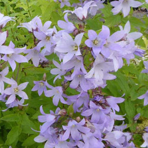 Campanule laiteuse Campanule à fleurs laiteuses - Campanula lactiflora - Plantes