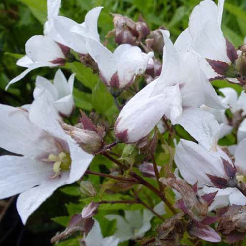 Campanule laiteuse Alba - Campanula lactiflora alba - Plantes