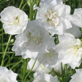 Campanule à feuilles de pêcher La Bonne Amie - Campanula persicifolia la bonne amie - Plantes