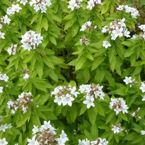 Campanule laiteuse White Pouffe - Campanula lactiflora white pouffe - Plantes