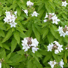 Campanule laiteuse White Pouffe - Campanula lactiflora white pouffe - Plantes vivaces