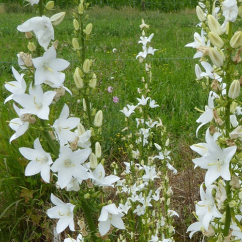 3 Campanules pyramidales Alba - Campanula pyramidalis alba - Plantes