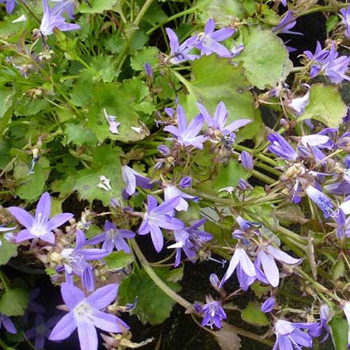 3 Campanules des murets Blauranke - Campanula poscharskyana blauranke - Plantes