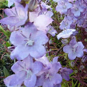 Campanule à feuilles de pêcher Hidcote Amethyst - Campanula persicifolia hidcote amethyst - Plantes