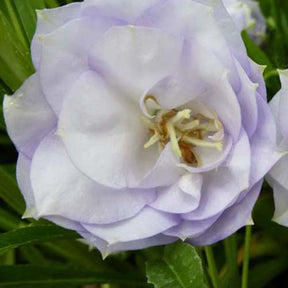 Campanule à feuilles de pêcher La Belle - Campanula persicifolia la belle - Plantes