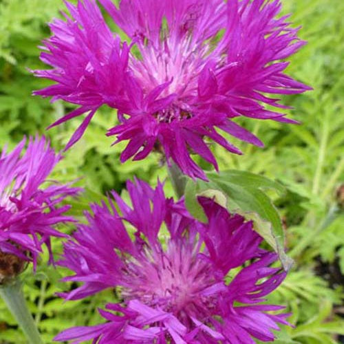 Centaurée de Perse Steenbergii - Centaurea dealbata steenbergii - Plantes