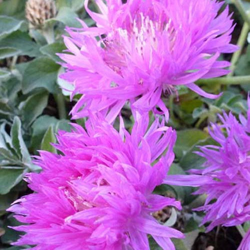 Centaurée à feuilles blanchâtres John Coutts - Centaurea hypoleuca john coutts - Plantes