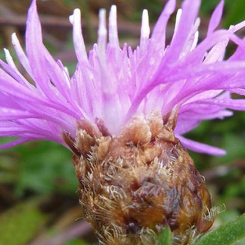 3 Centaurées jacées - Centaurea jacea - Plantes