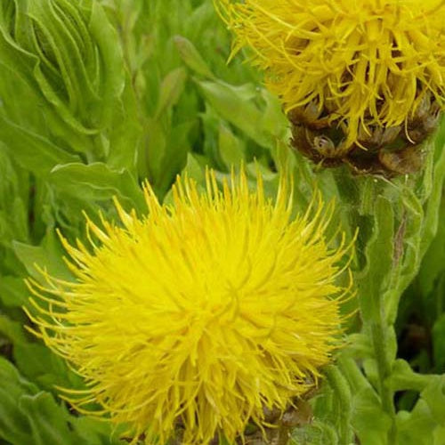 3 Centaurées à grosses têtes - Centaurea macrocephala - Plantes