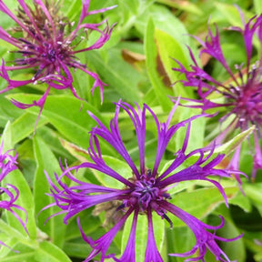 Centaurée des montagnes Amethyst Dream - Centaurea montana amethyst dream - Plantes