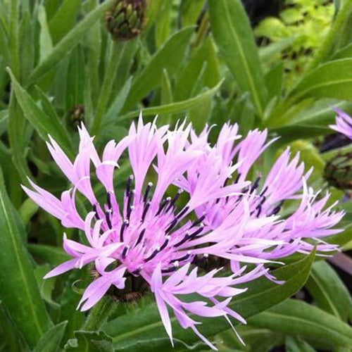 Centaurée des montagnes Carnea - Centaurea montana carnea - Plantes