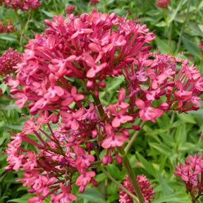 3 Valérianes Rosenrot - Centranthus ruber rosenrot - Plantes