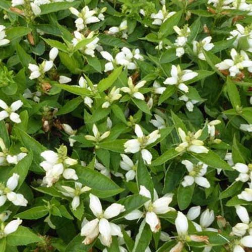 2 Garvineas jaunes - Chelone obliqua alba - Plantes