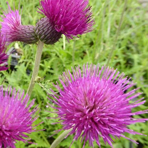 Cirse des ruisseaux Trevor's Blue Wonder - Cirsium rivulare trevors blue wonder - Plantes