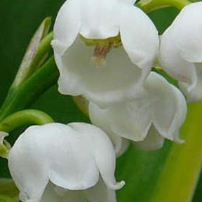 Muguet Hardwick Hall - Convallaria majalis hardwick hall - Plantes