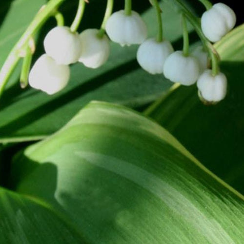 Muguet Hofheim - Convallaria majalis hofheim - Plantes