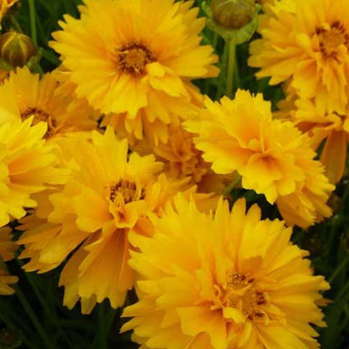 3 Coreopsis à grandes fleurs Sunray - Coreopsis grandiflora sunray - Plantes