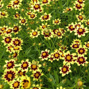 Coreopsis Cosmic Eye - Coreopsis cosmic eye - Plantes