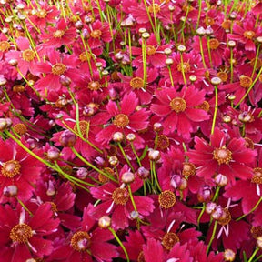 Coreopsis Limerock Ruby - Coreopsis limerock ruby - Plantes