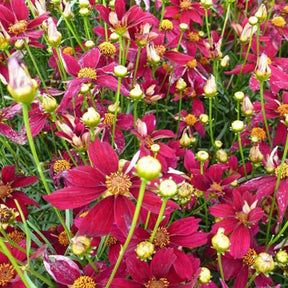 Coreopsis verticillé Red Satin - Coreopsis verticillata red satin - Plantes