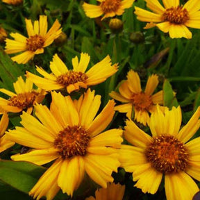 Coreopsis lancéolée Goldtaler - Coreopsis lanceolata goldtaler - Plantes