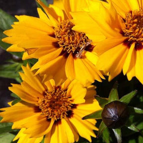 Coreopsis lancéolée Rotkehlchen - Coreopsis lanceolata rotkehlchen - Plantes